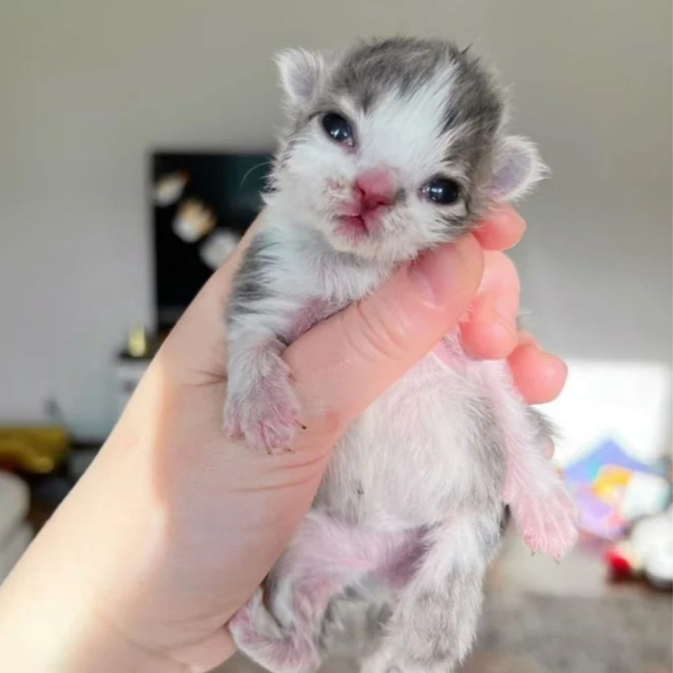 Kleines neugeborenes Katzenbaby wird gehalten