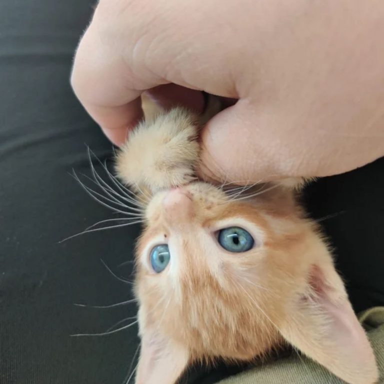 Kleines oranges Katzenbaby mit blauen Augen