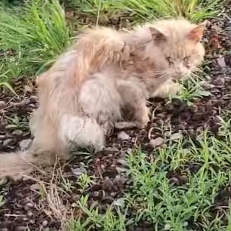 Langhaarige Katze liegt am Boden