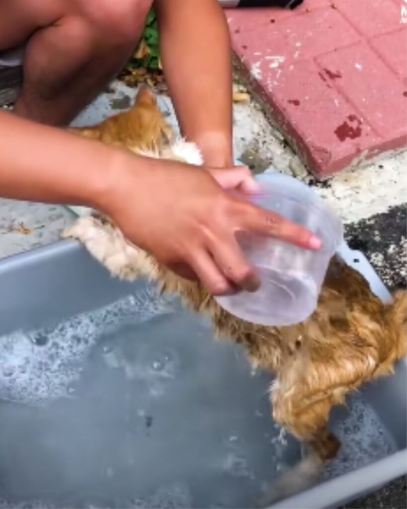 Mann badet Katze