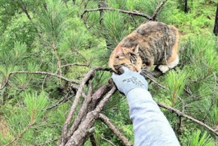 Mann rettet Katze