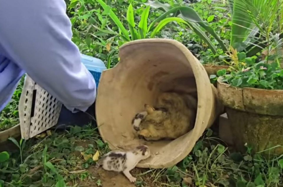 Mann rettet kleine Katzenfamilie