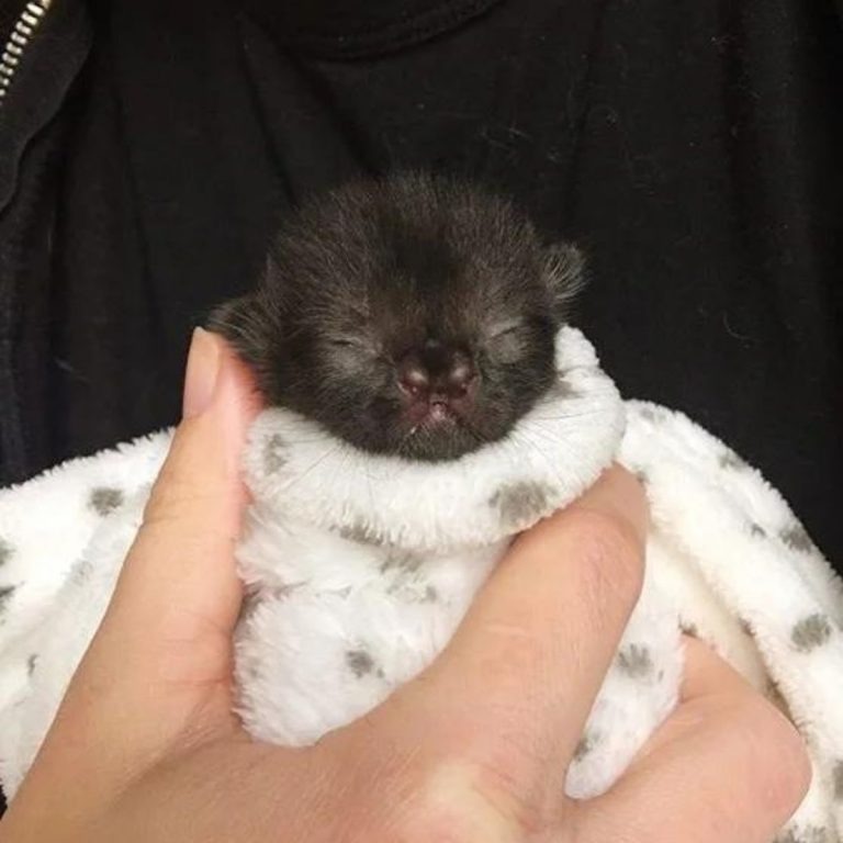 Neugeborenes Katzenbaby mit einer weißen Decke