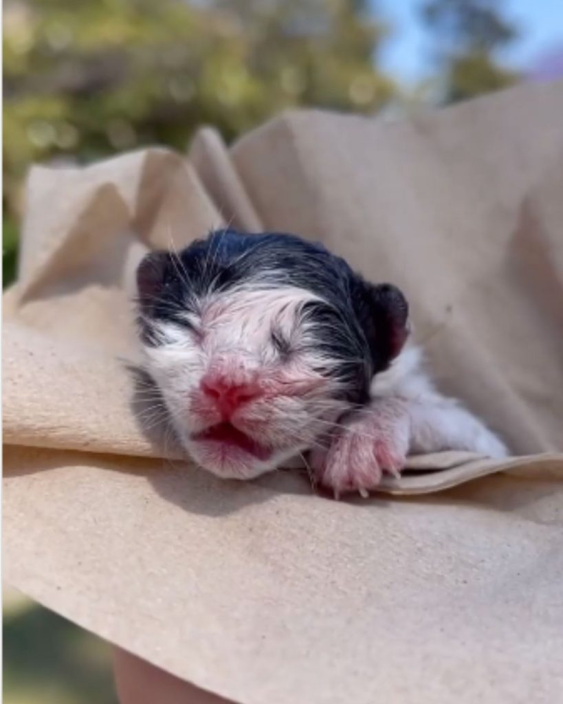 Neugeborenes kleines Katzenbaby