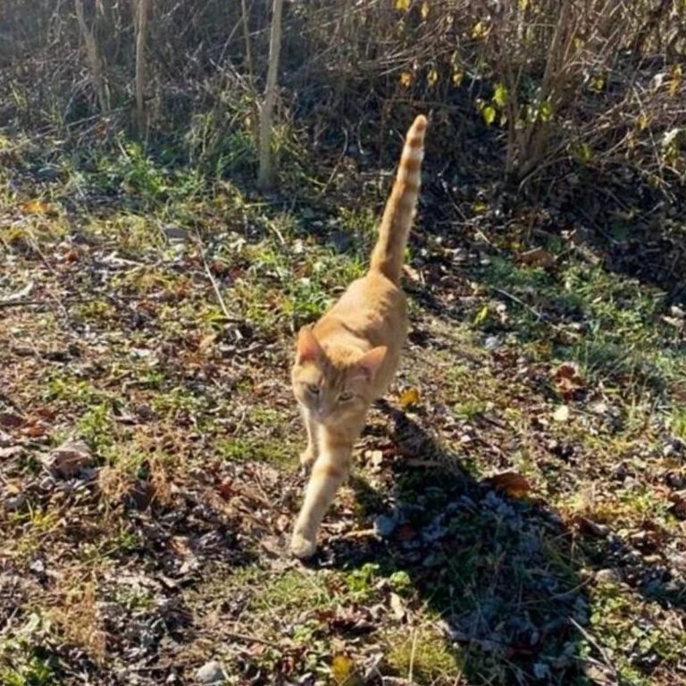 Orange Katze laeuft zu einer Frau