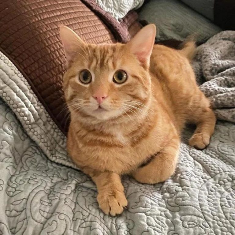 Orange Katze liegt auf dem Bett