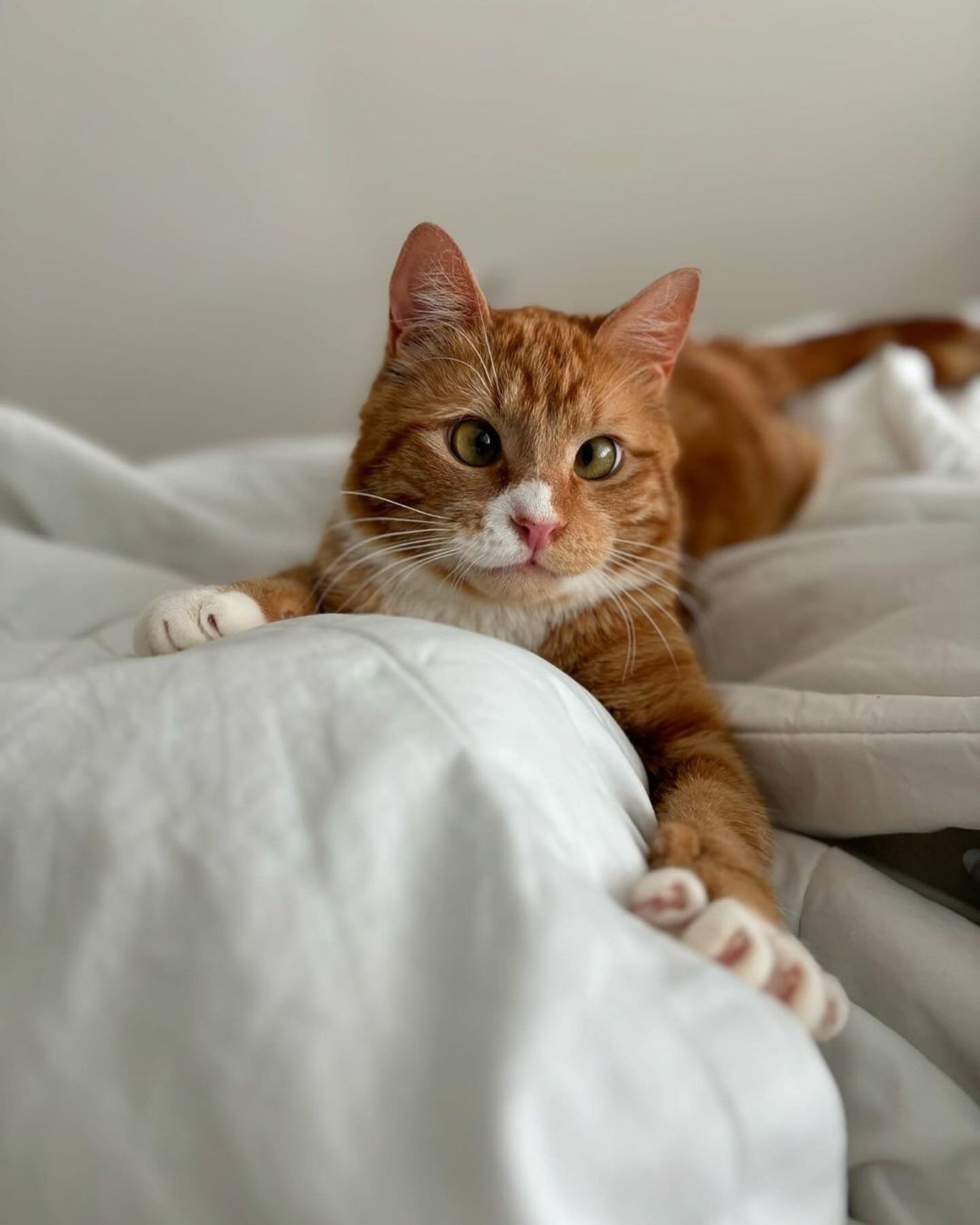 Orange Katze liegt im Bett