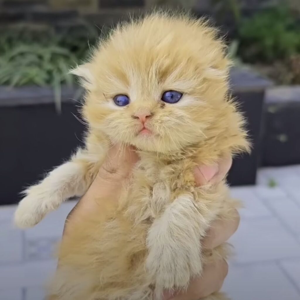 Oranges Katzenbaby mit blauen Augen