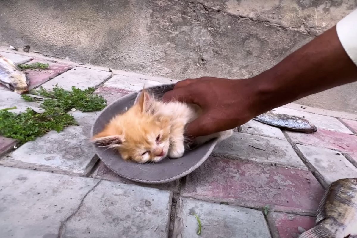 Retter finden kleines Katzenbaby