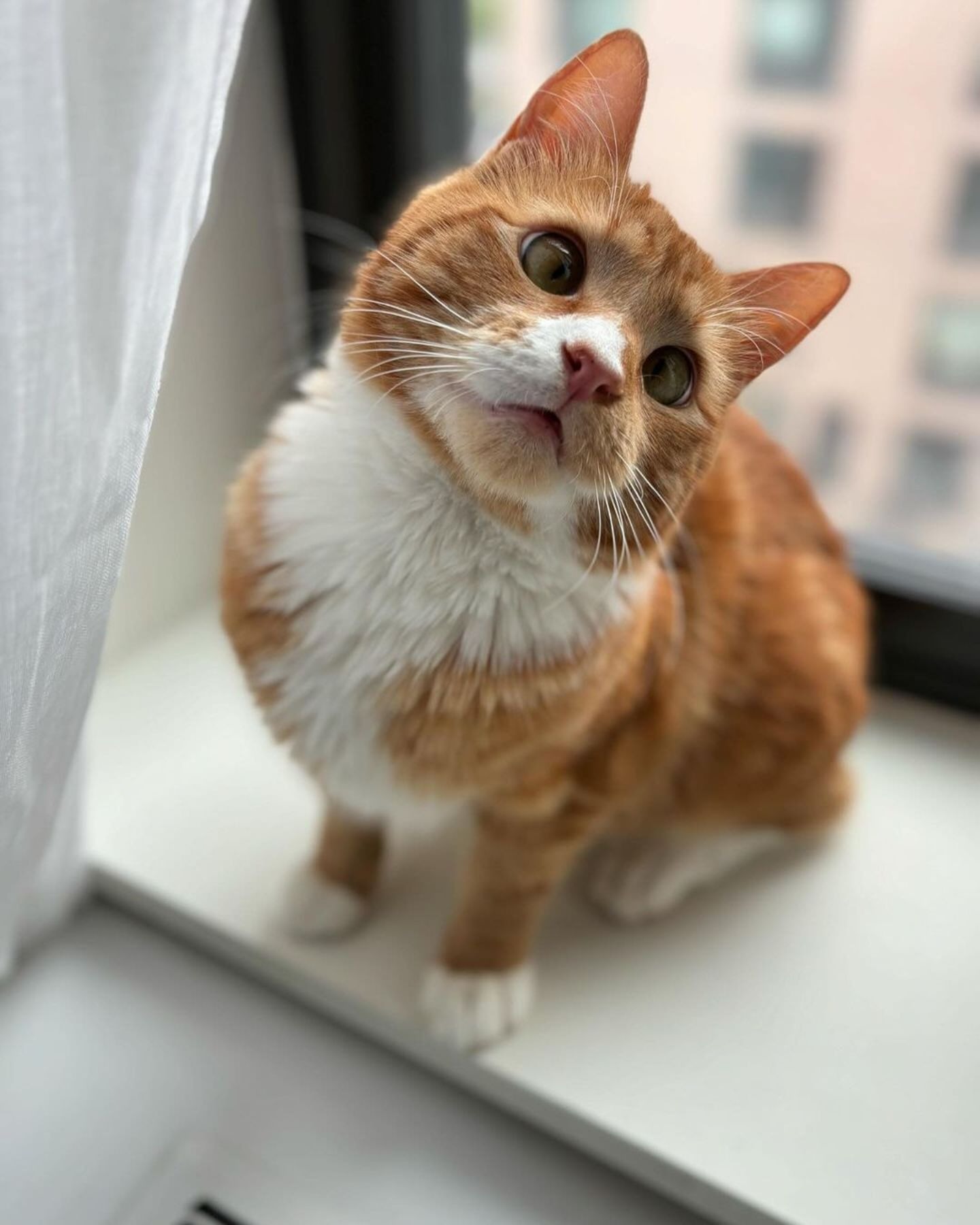 Schielende Katze sitzt am Fenster