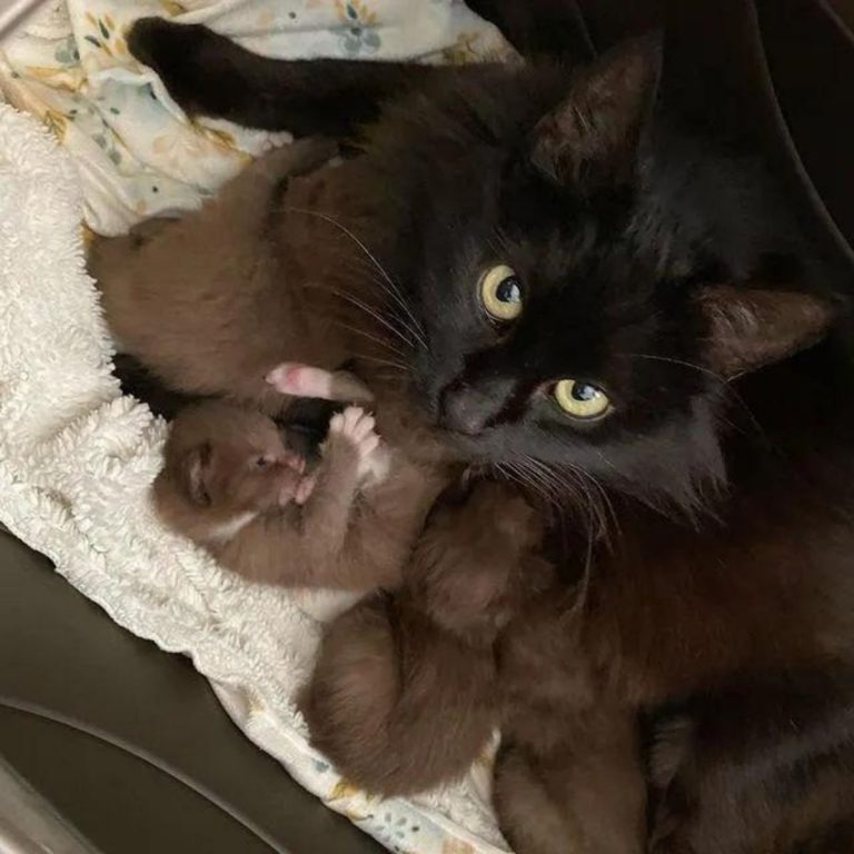 Schwarze Katze und ihre braunen Babys