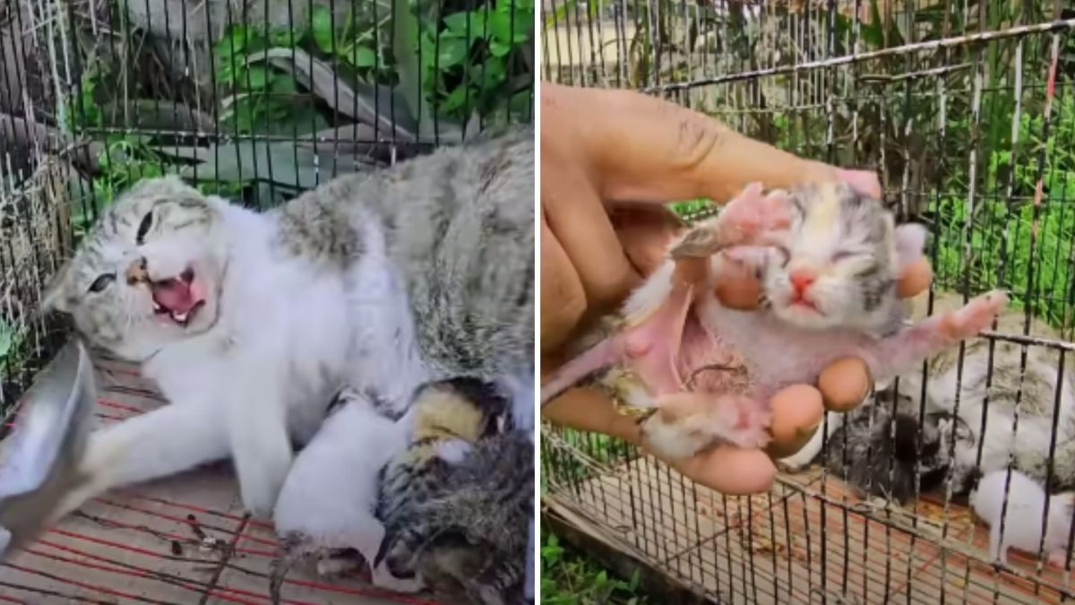 Streunende Katzenmama und ihre Kaetzchen werden eingefangen