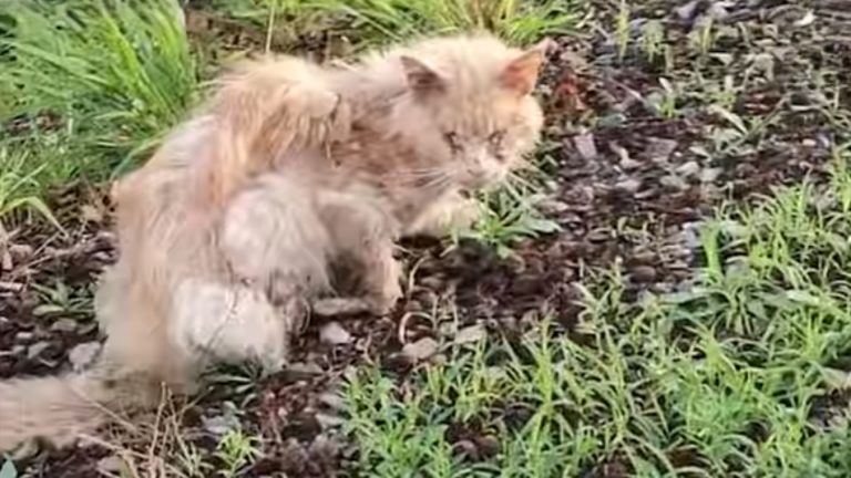 Streunerkatze im schlechtem Zustand