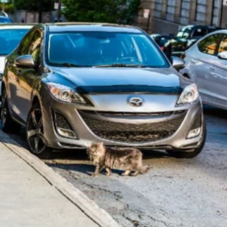 Tierarzt findet verlorene Katze