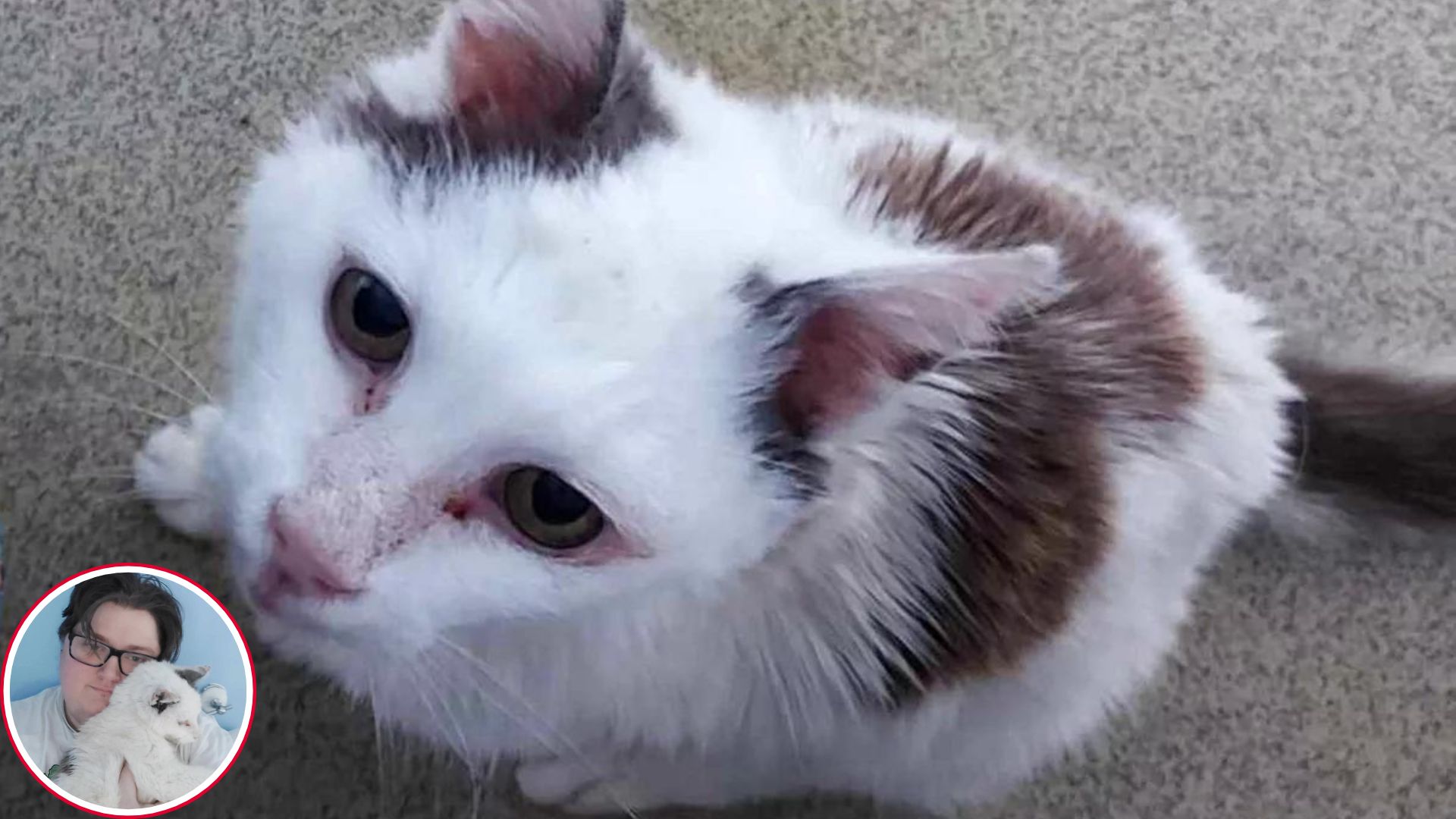 Weisse Katze mit braunen Flecken sitzt