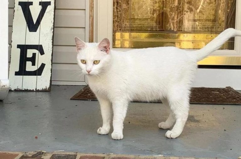 Weiße Katze auf einer Veranda