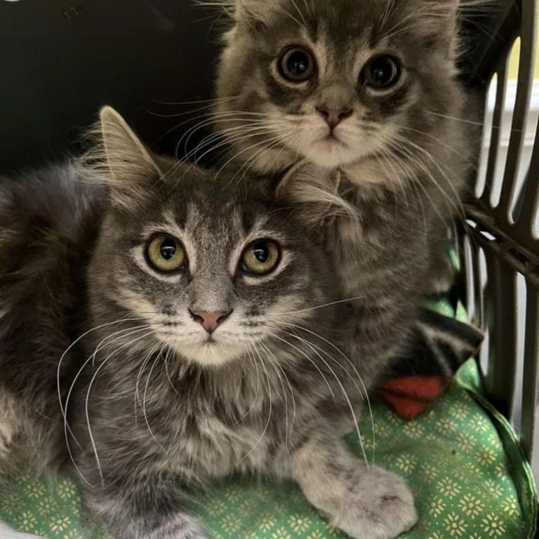 Zwei Katzen in einer Transportbox