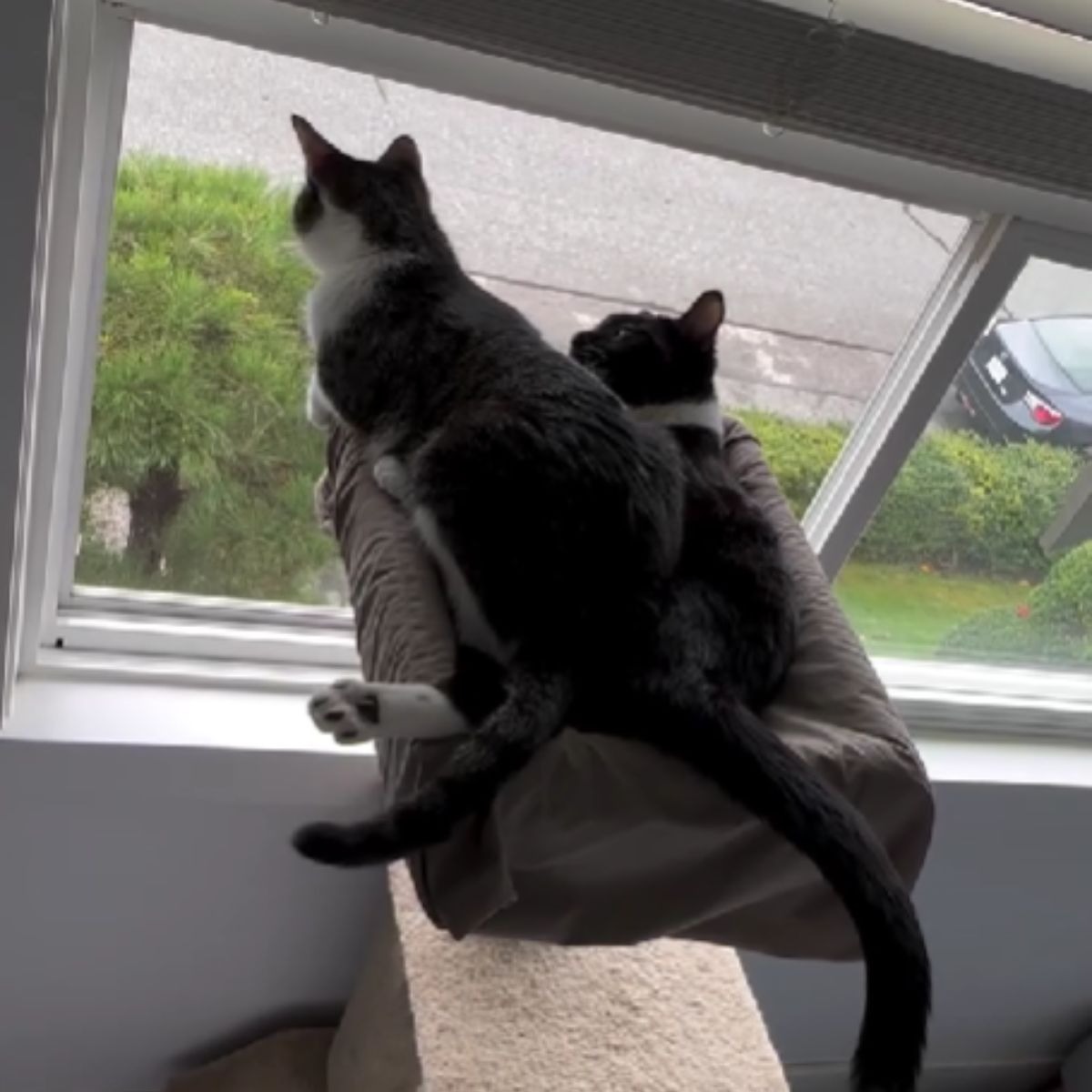 Zwei Katzen sitzen am Fenster