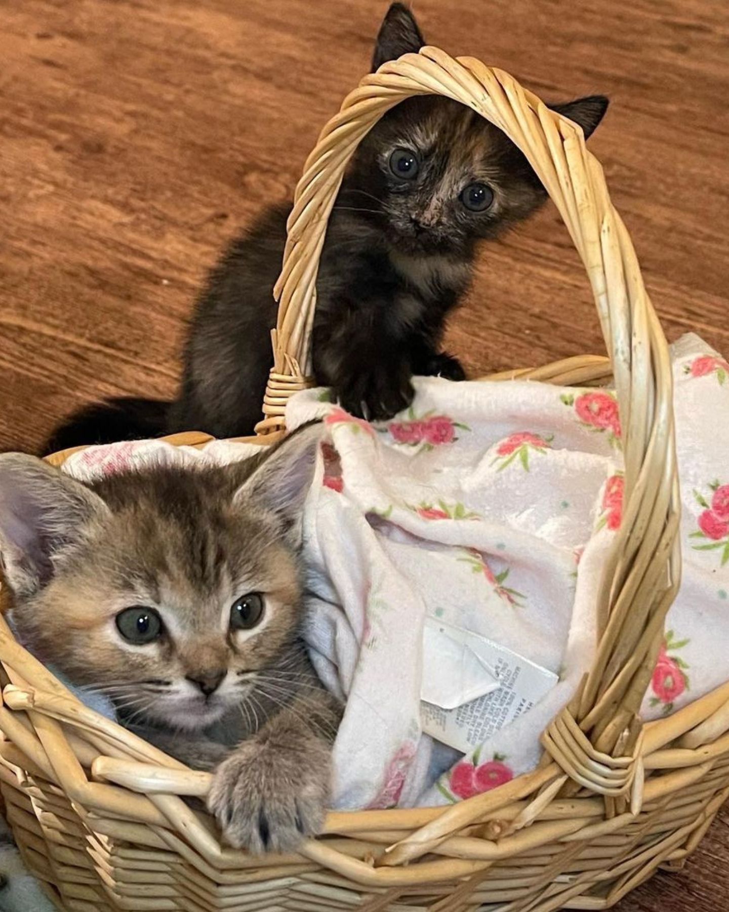 Zwei Katzenbabys im Korb