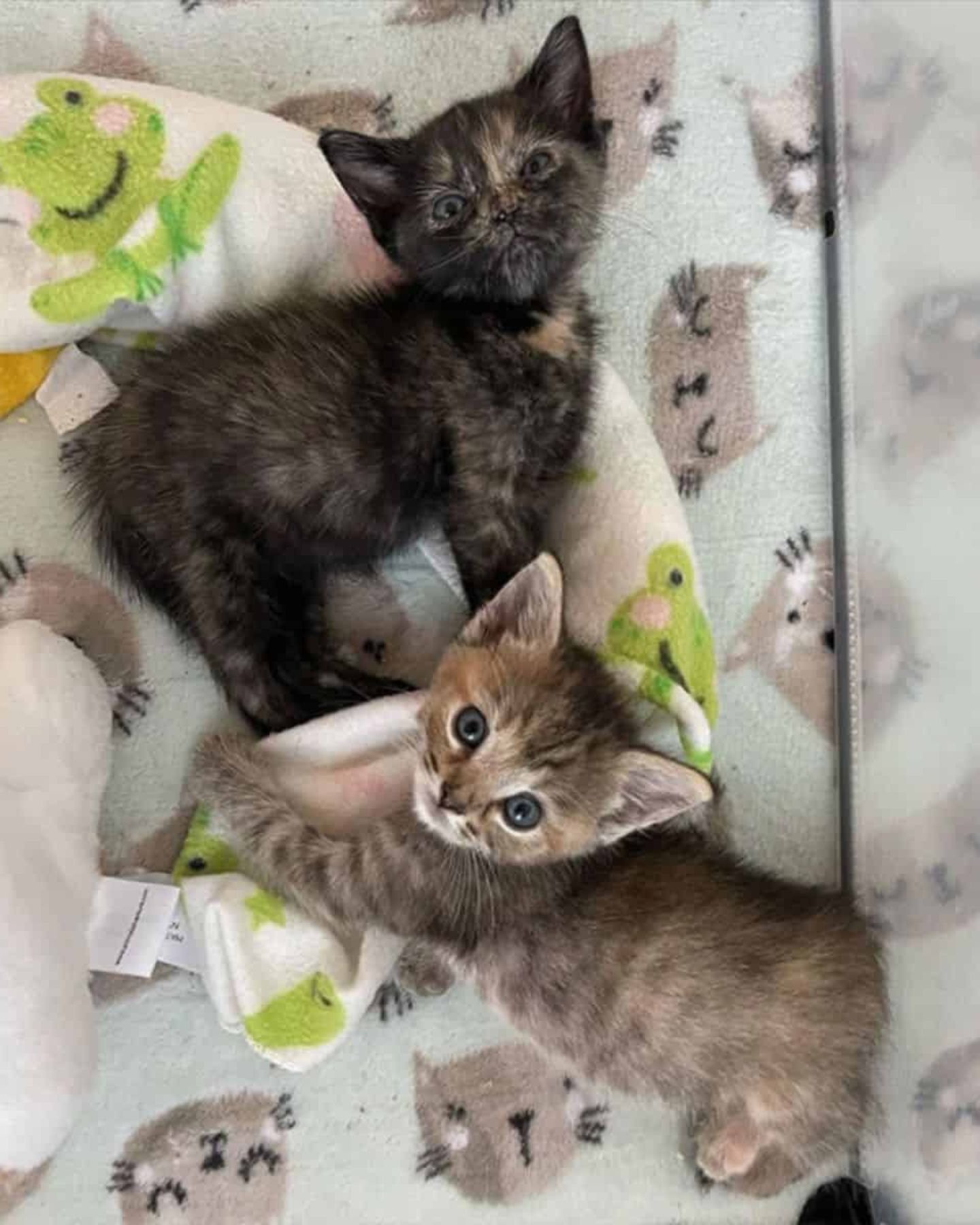 Zwei Katzenbabys liegen