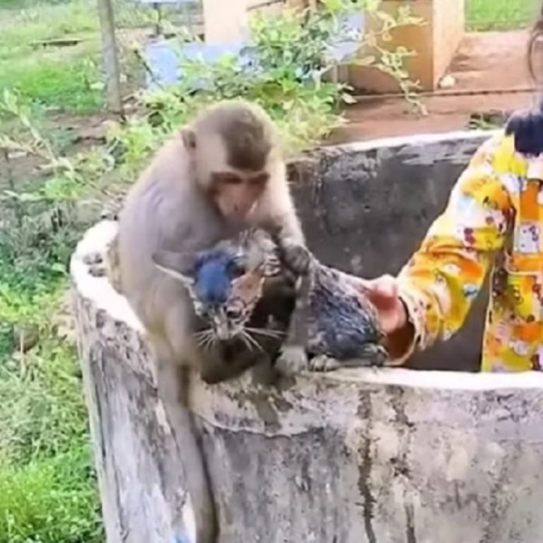 Affe rettet Katzenbaby aus Brunnen