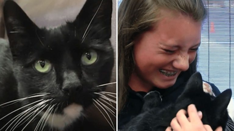 Schwarze Katze mit Familie wiedervereint