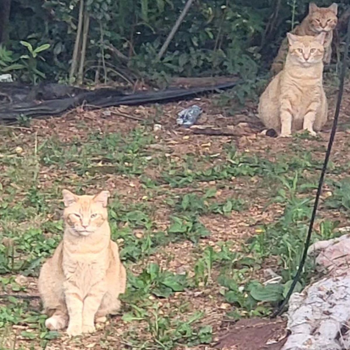 Drei Katzen sitzen im Garten