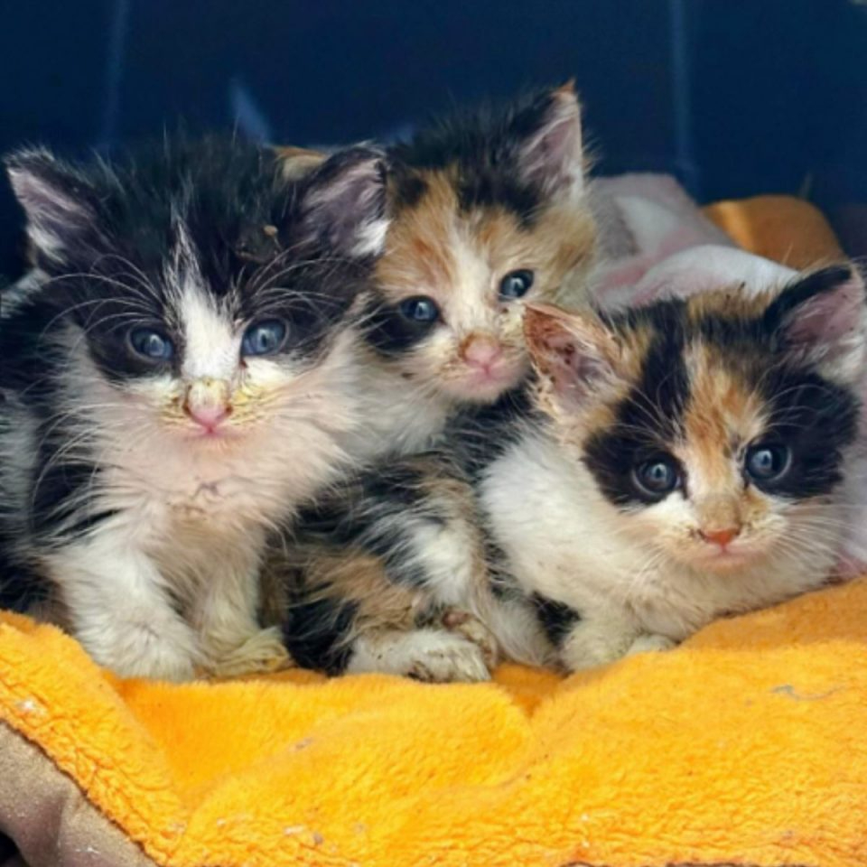 Drei Katzenbabys liegen nebeneinander