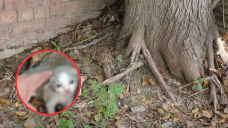 Katzenbaby neben einem Baum