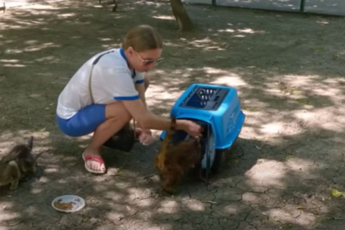 Frau bringt Katze in eine Transportbox