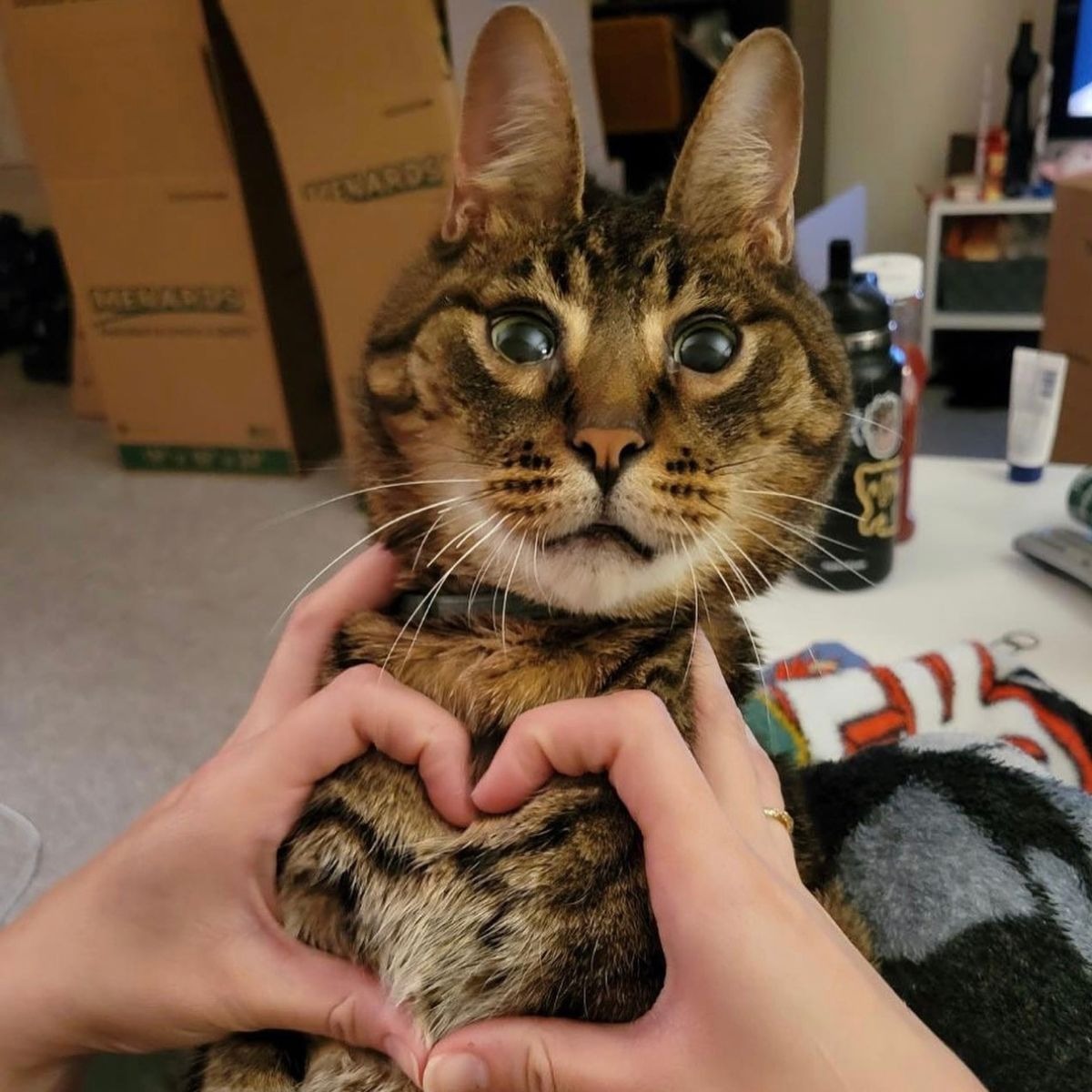 Frau macht Herz mit Haenden auf einer Katze