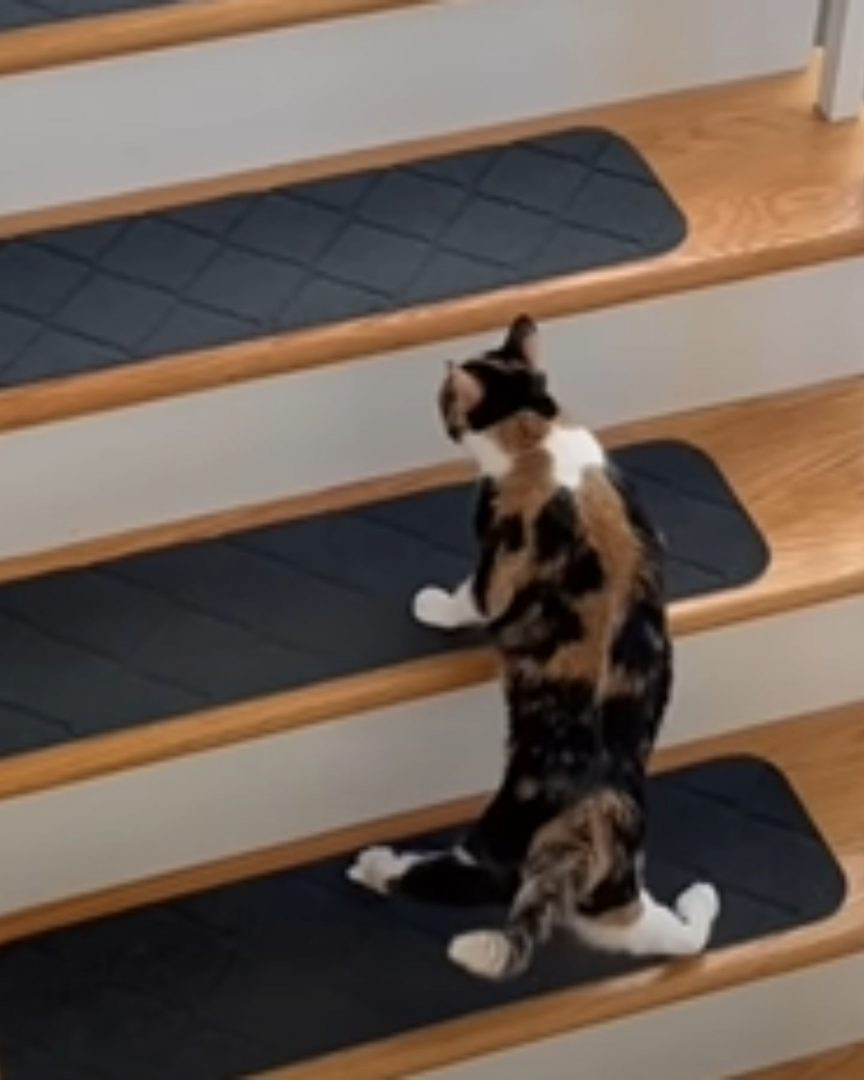 Katze auf der Treppe