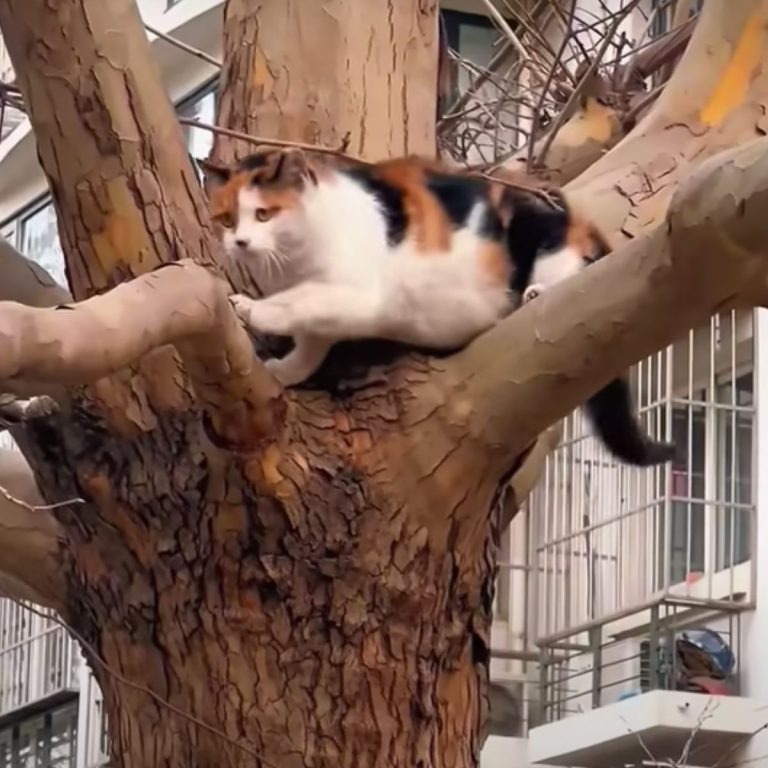 Katze auf einem Baum