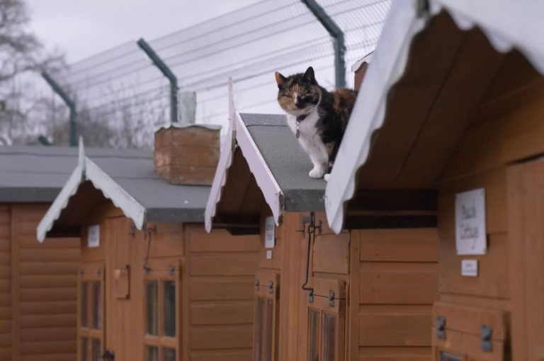 Katze auf einem Dach