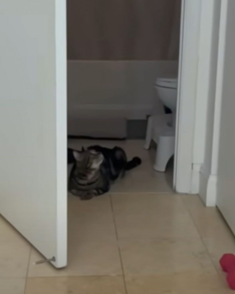 Katze im Badezimmer