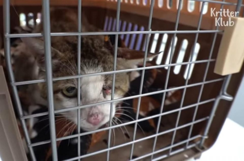 Katze in einer Transportbox