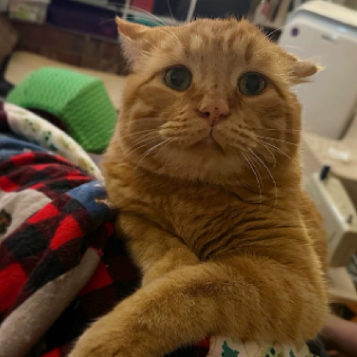 Katze in einer suessen Pose