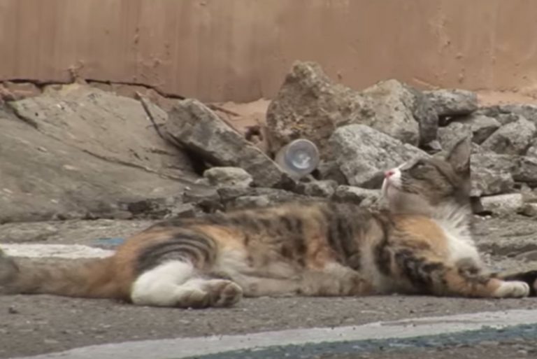 Katze liegt auf dem Boden neben Steinen