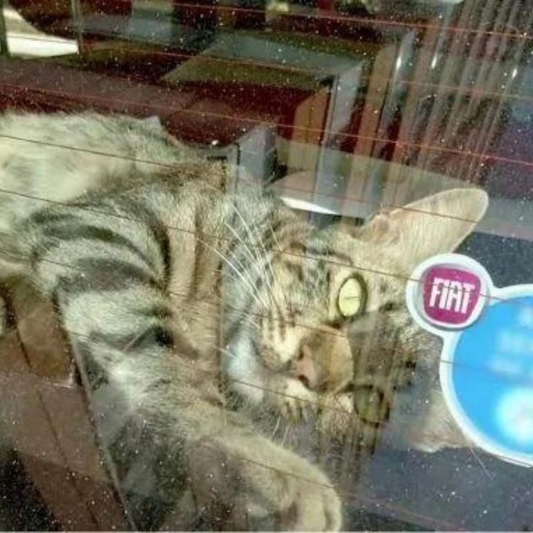 Katze liegt im Auto