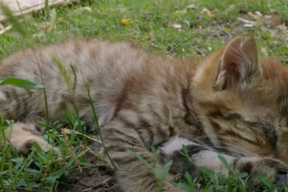 Katze liegt im Gras