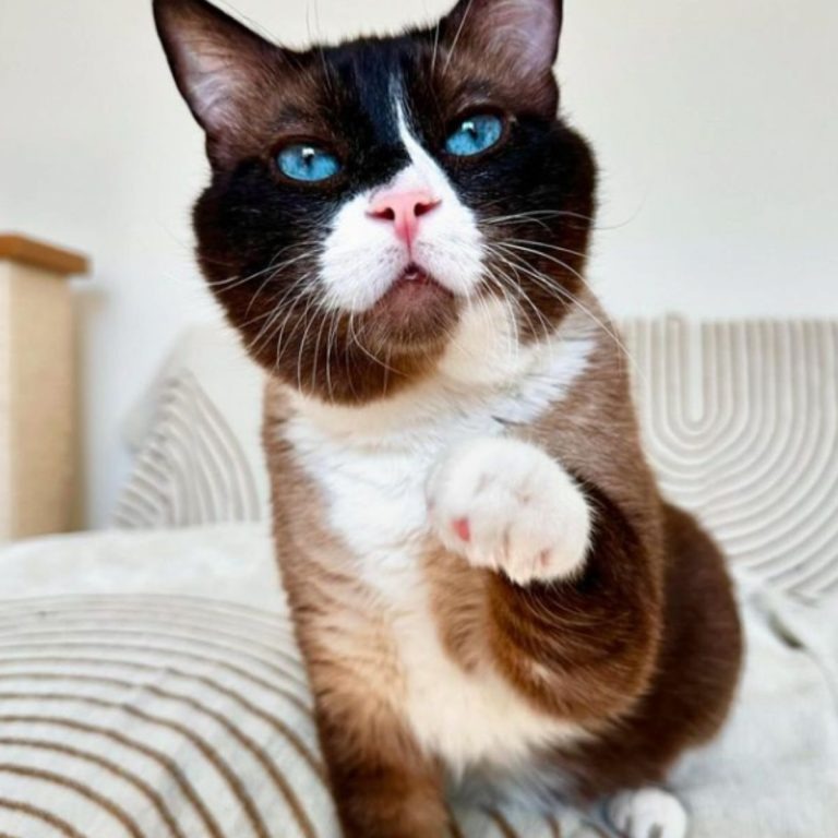 Katze mit großen blauen Augen und ausgestreckter Pfote