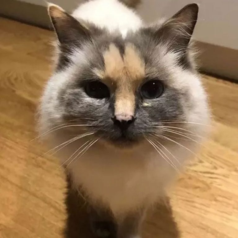 Katze mit lustiger Markierung im Gesicht