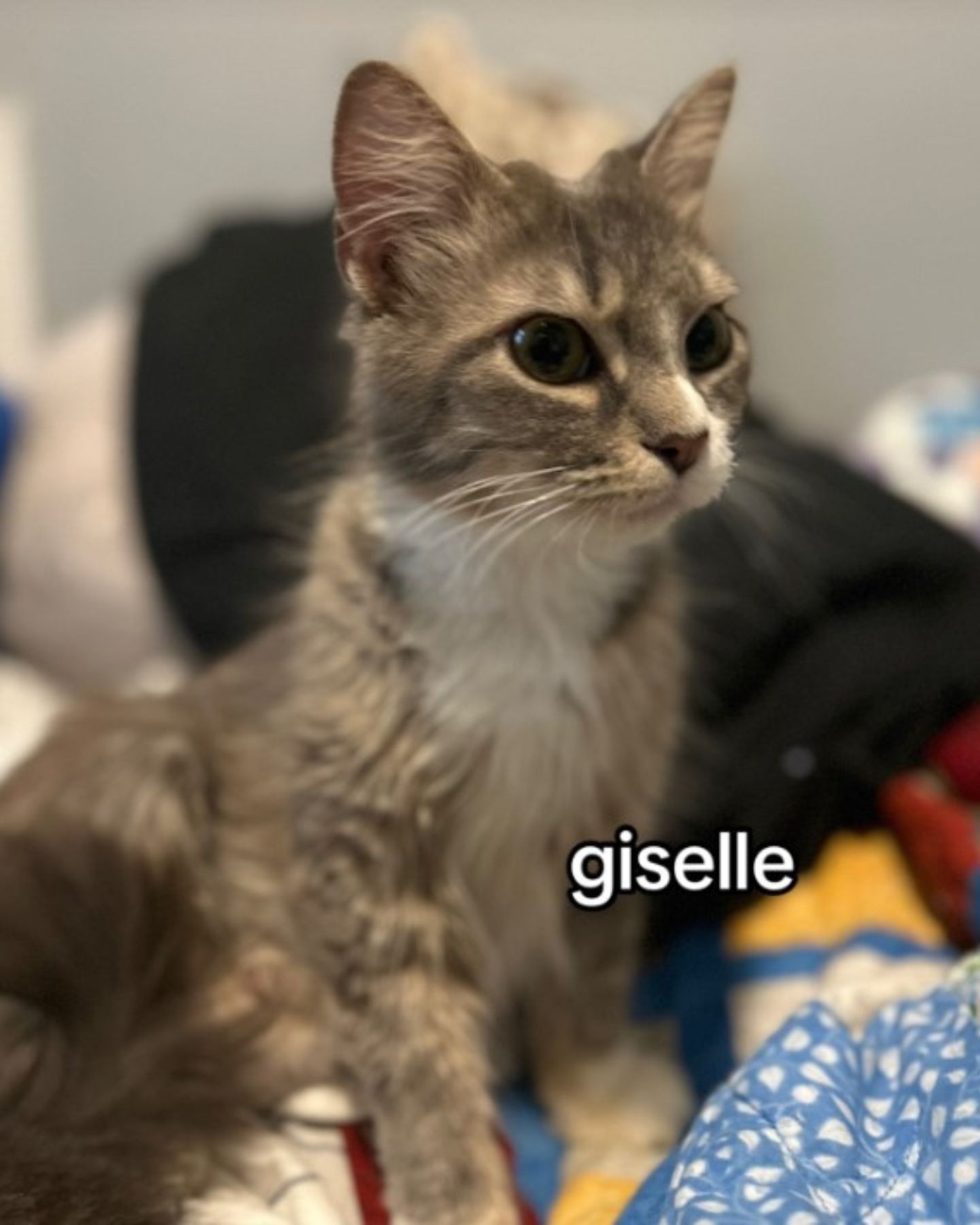 Katze namnes Giselle