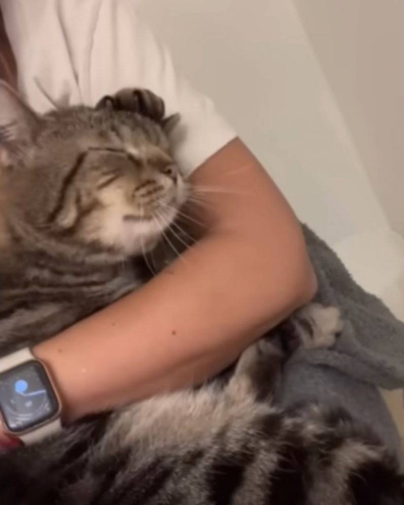 Katze schlaeft im Arm ihrer Besitzerin