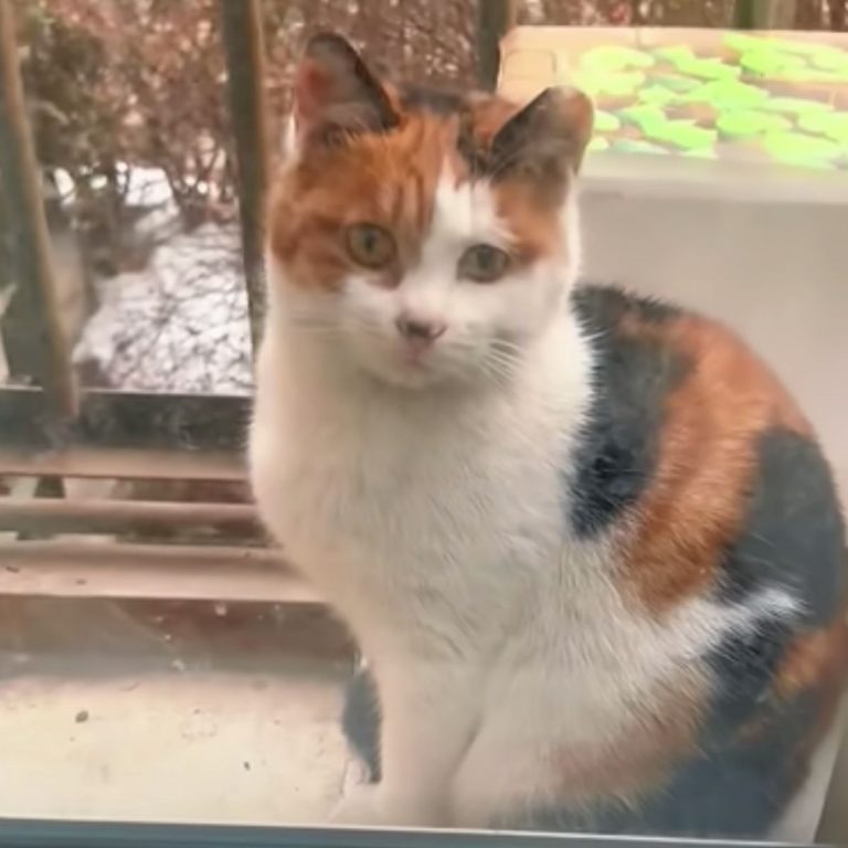 Katze sitzt am Fenster einer Frau