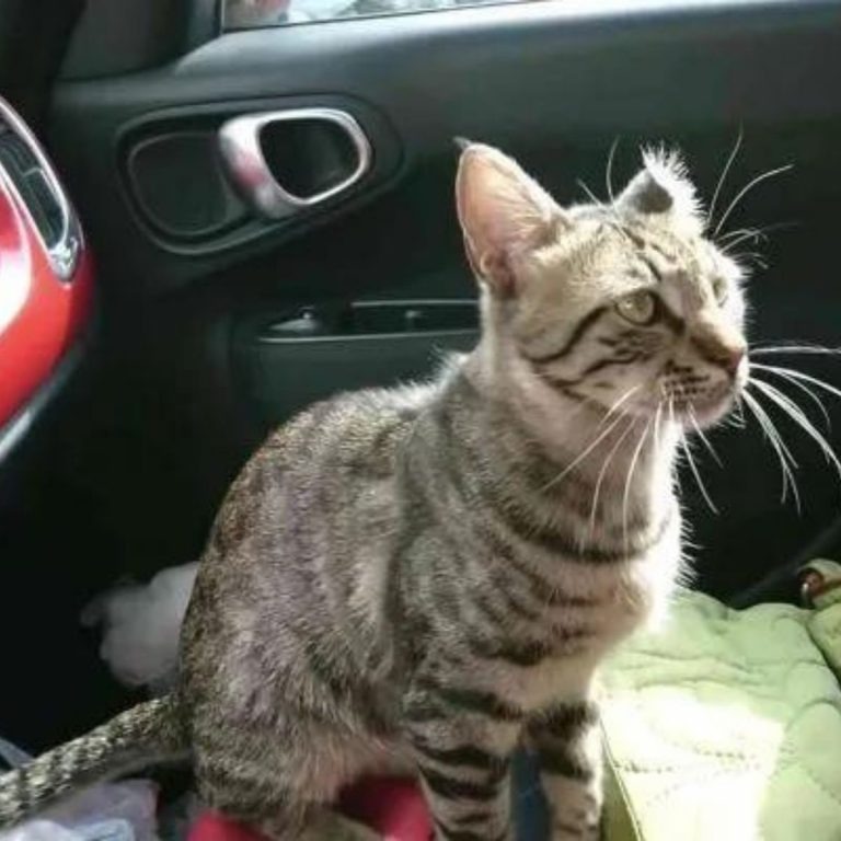 Katze sitzt auf Autositz