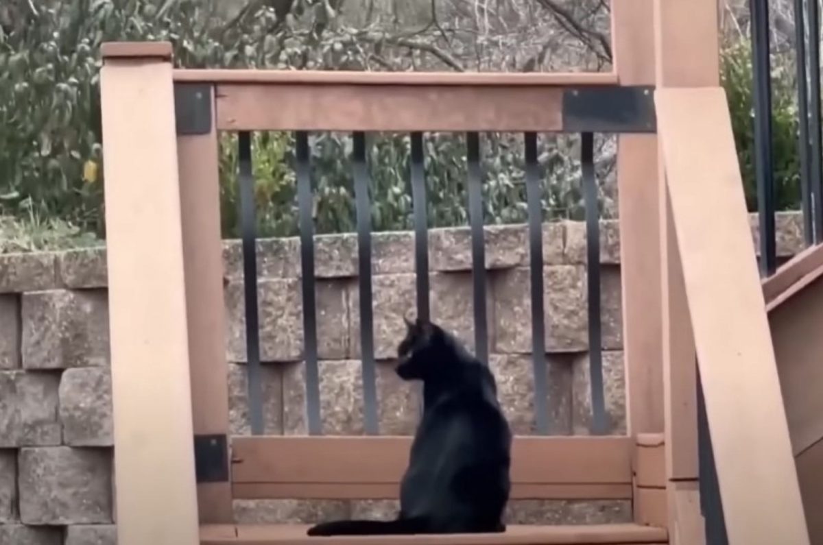 Katze sitzt auf einer Treppe