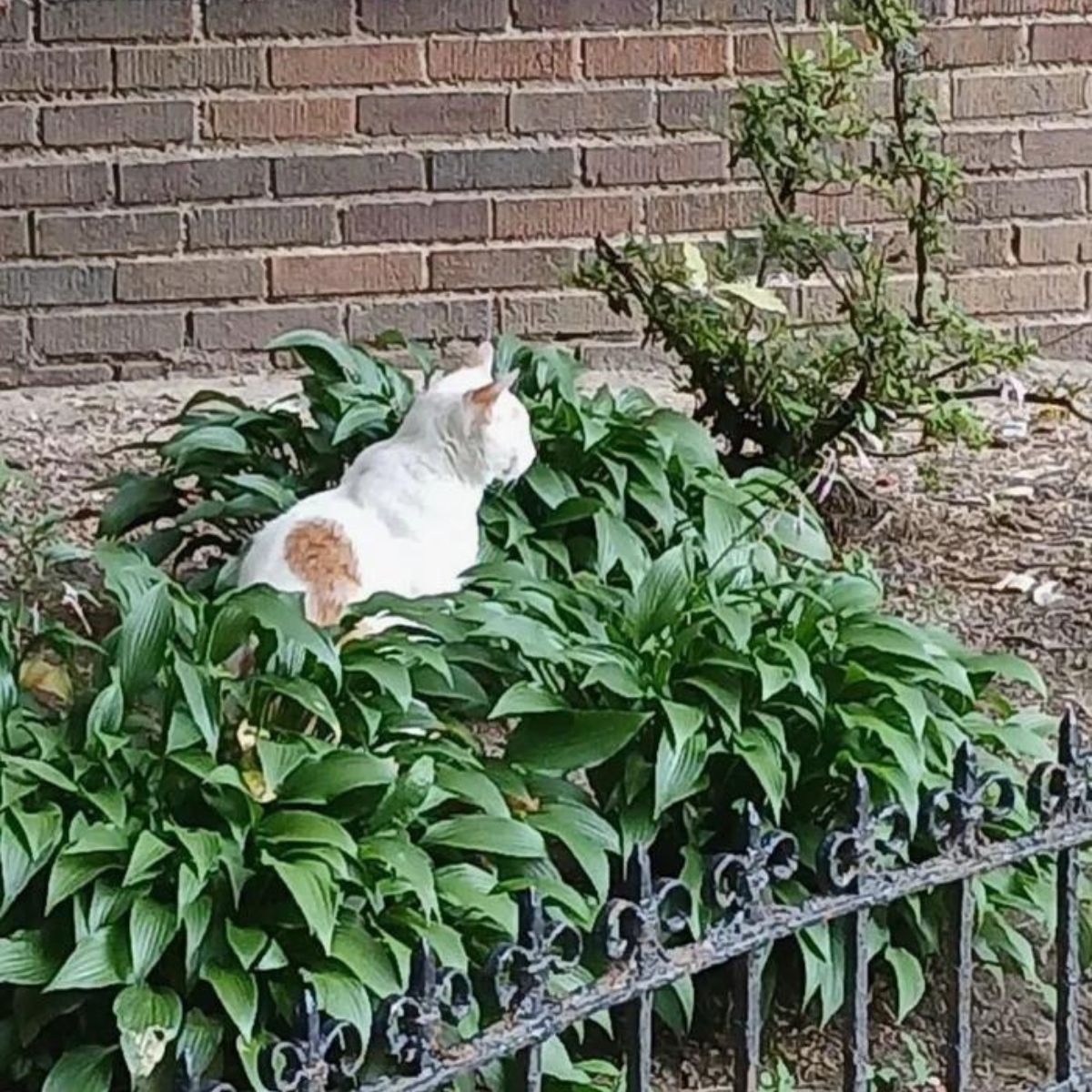 Katze sitzt im Gebuesch vor einem Gebaeude