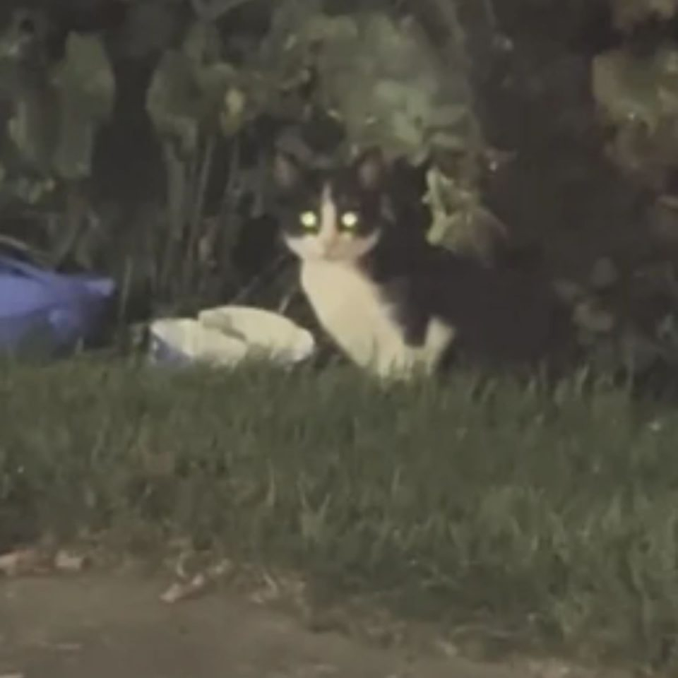 Katze sitzt im Gras