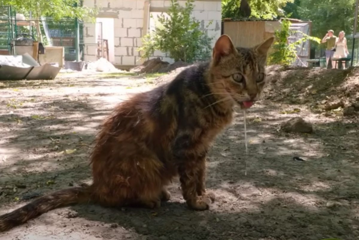 Katze sitzt in einem Garten